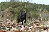 LABRADOR 150
